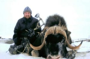 A huge archery muskox