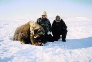 It is common to see anywhere from 30 to 40 muskox daily.