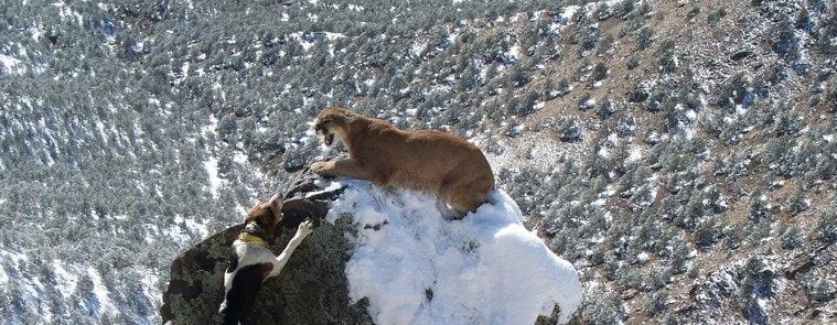 mountain lion hunting in Colorado