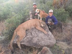 A great mountain lion