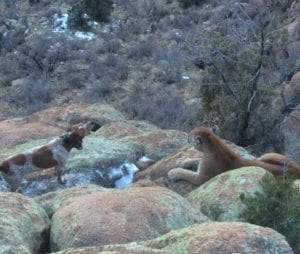 A nice tom bayed up in the rocks
