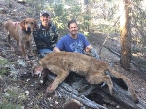 A good mountain lion