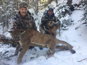 Mountain lion hunting in Colorado