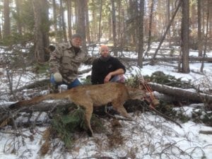 Hunting cougars in Colorado
