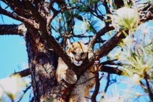 Mountain lion in a tree