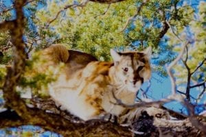 Mountain Lion Education and Identification Course and Exam is required in Colorado.