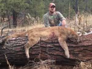 Early season mountain lion hunt