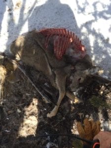 Mountain lion kill