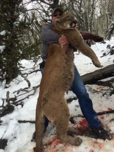 Success rate is over 75% on mature lions.