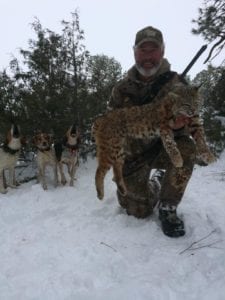 Bobcats are a rare treat