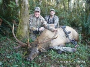 Expect to spend many hours glassing for elk feeding and rutting in clearcuts, natural meadows, and reprod. All of the guides are very archery savvy, and bowhunters themselves.