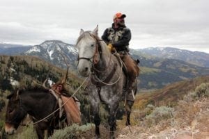 Packing out an elk with horses and mules