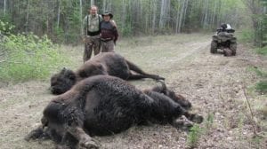 Double decker bison hunt