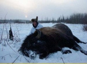 Free range bison hunting in Alberta