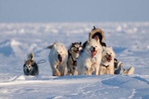 Hunting polar bears from a dogsled