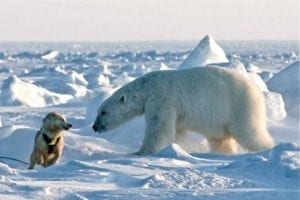 This is the best polar bear hunt in the world