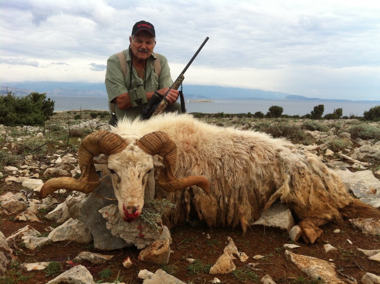 Hunt Dalmatian Sheep in Croatia with Adria Hunt (1)