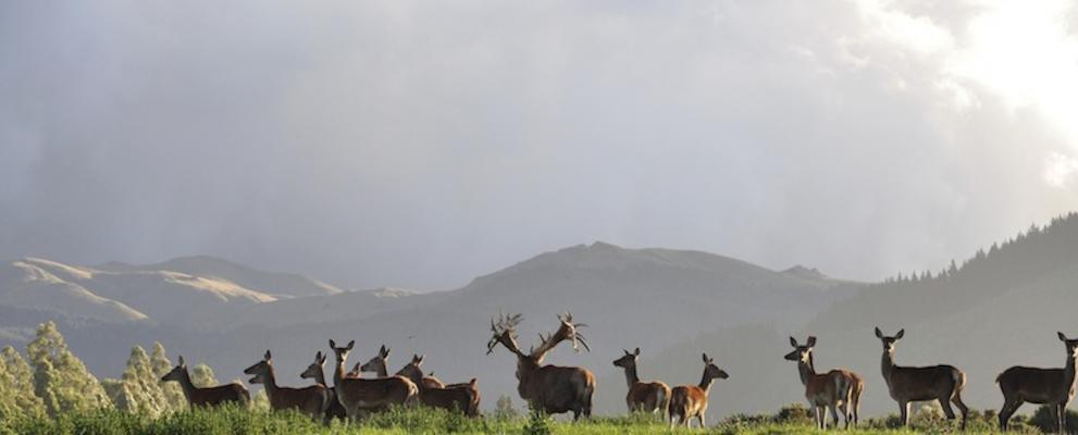 This outfitter has one of the largest trophy red deer herds in New Zealand.