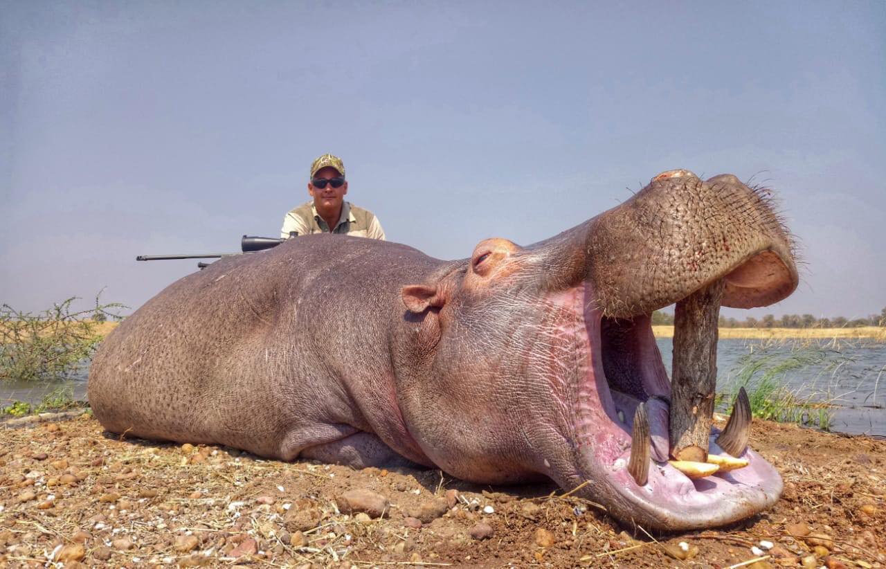 Hippo Hunting Safaris in Mozambique