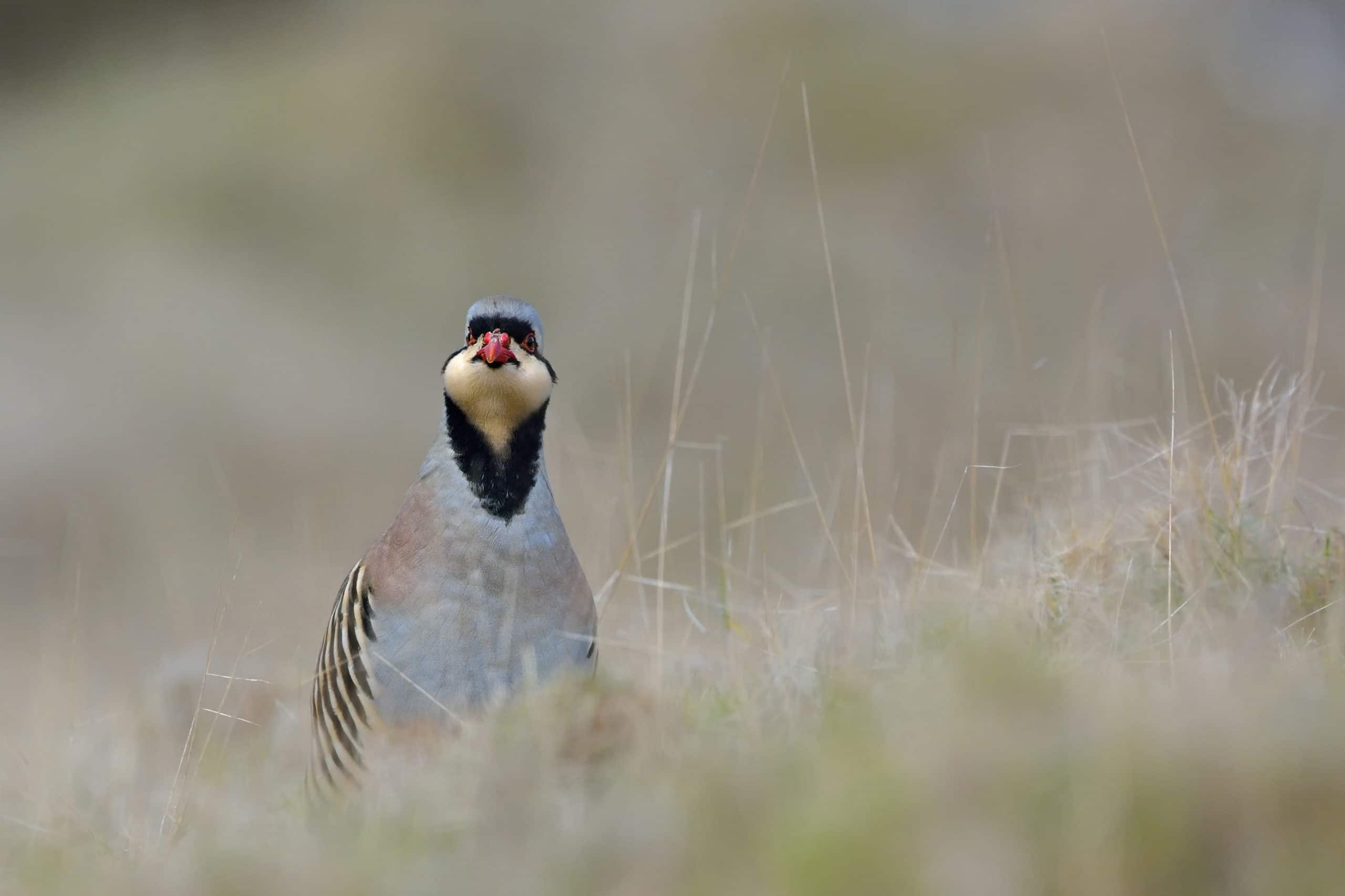 Chukar hunting Nevada