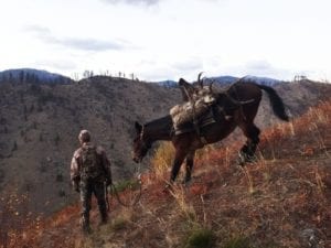 Packing an elk out on a horse in Idaho steep country
