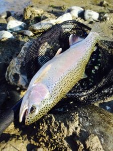 fly fishing in New Zealand