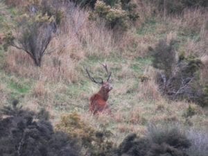 The main hunting area is 20,000 acres and around four hours drive from Christchurch city.