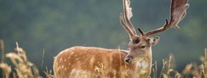 Fallow deer hunting in Croatia