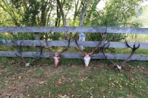 Four great stags