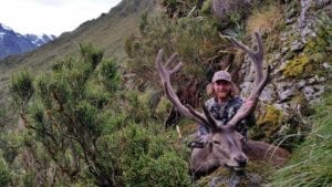 A beautiful stag in velvet