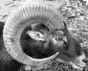 Free range mouflon ram hunt in Croatia