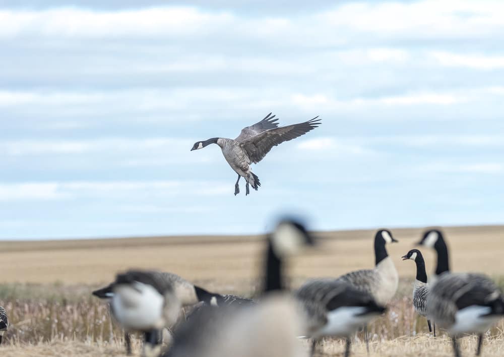 With his hardworking staff of professionals, No Fly Zone strives to provide their clients with just that; successful, memorable, safe hunts.