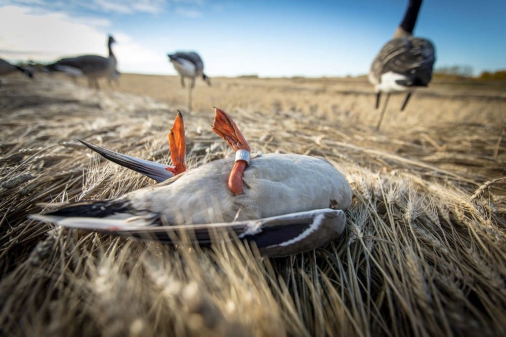 This province is home to one of the largest duck populations on the continent. Thousands of “honkers” fill the sky with long V-formations; snow geese cover fields like freshly fallen snow, and sandhill cranes fill the air with distinctive rolling cries. With our high bag limits and multiple species of waterfowl, No Fly Zone is in the centre of the migration.