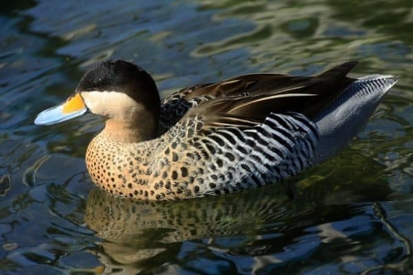 Duck species you can hunt in Argentina