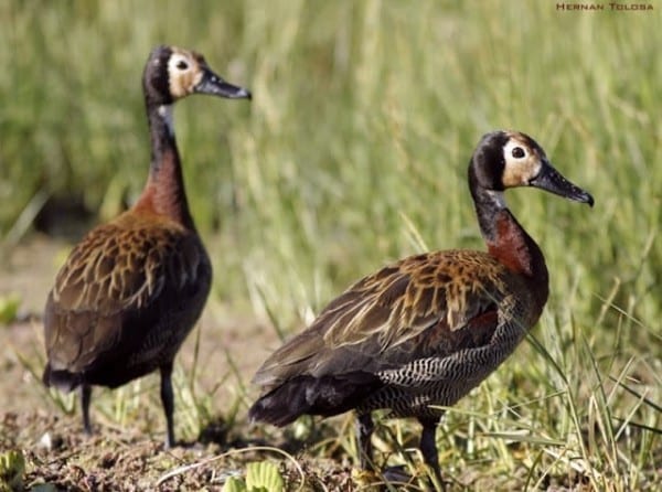 Duck species you can hunt in Argentina
