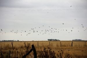 Dove hunting in Argentina
