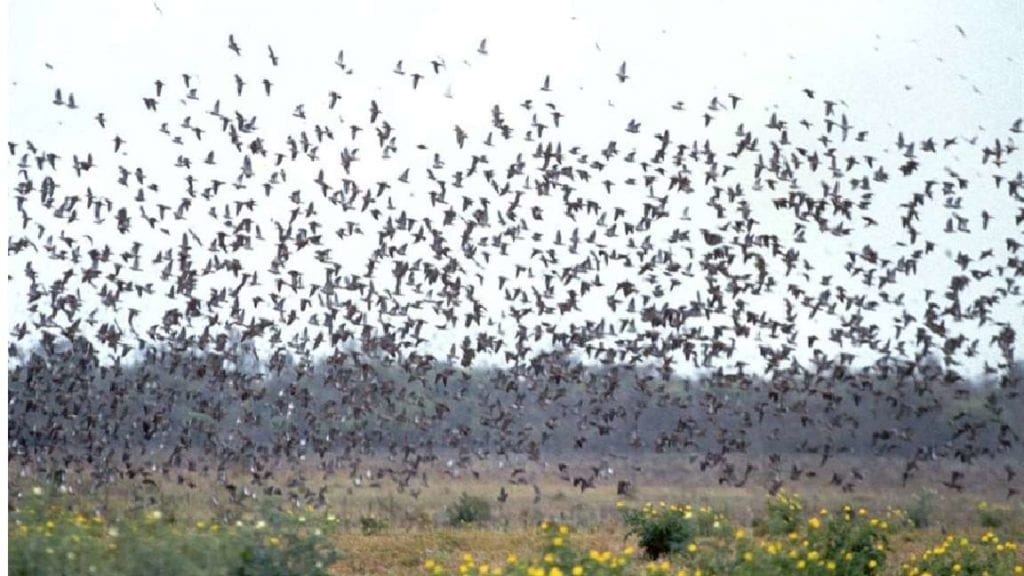 Combo your stag hunt with a day or two of superb pigeon and dove hunting.