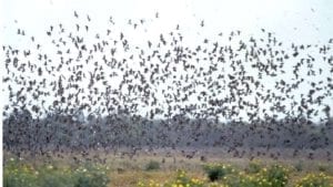 Combo your stag hunt with a day or two of superb pigeon and dove hunting.