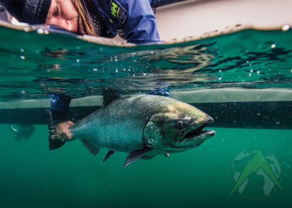 Woman releasing a King Salmon