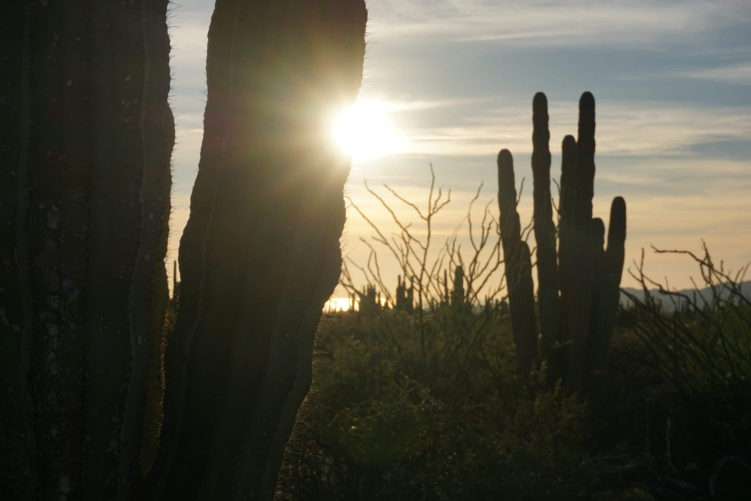 Saguaros are special