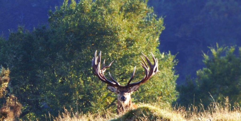 Stag hunting on the North Island of New Zealand