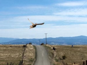 Pheasant hunting