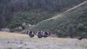 Turkey hunting