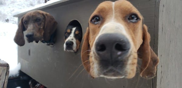 Let's go hunting boss!