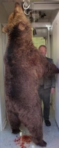 430 CIC Eurasian brown bear. 605 pounds. 15 years old.