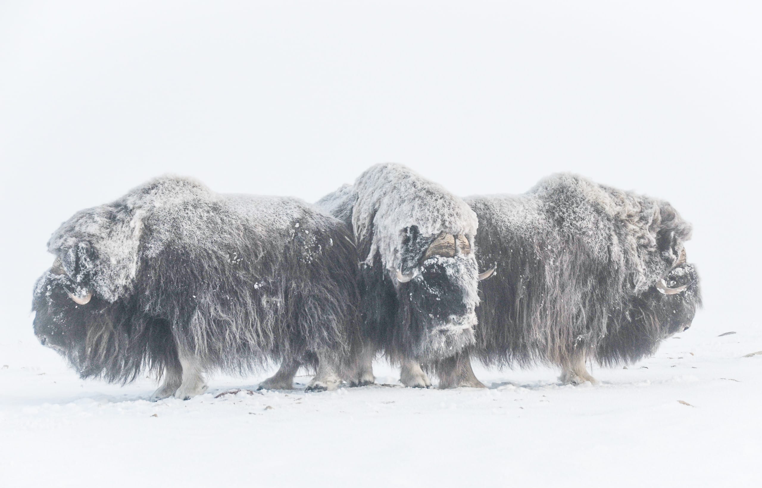 A group of bull circled up