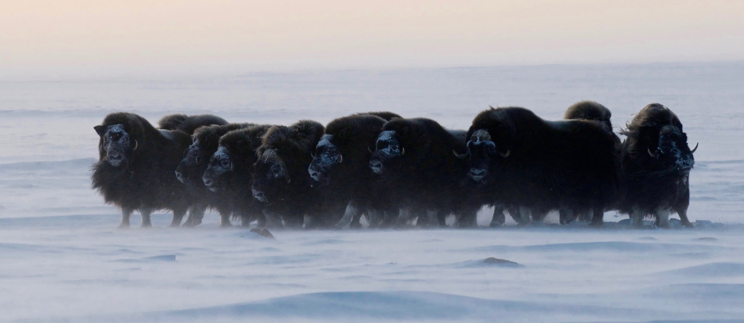 Arctic muskox herd