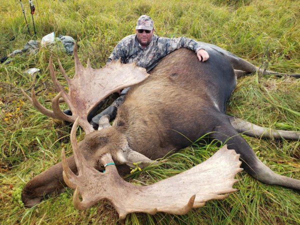 Excellent Alaskan Moose