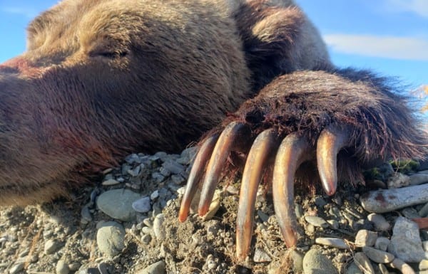 Arctic grizzly bears have huge clawsy