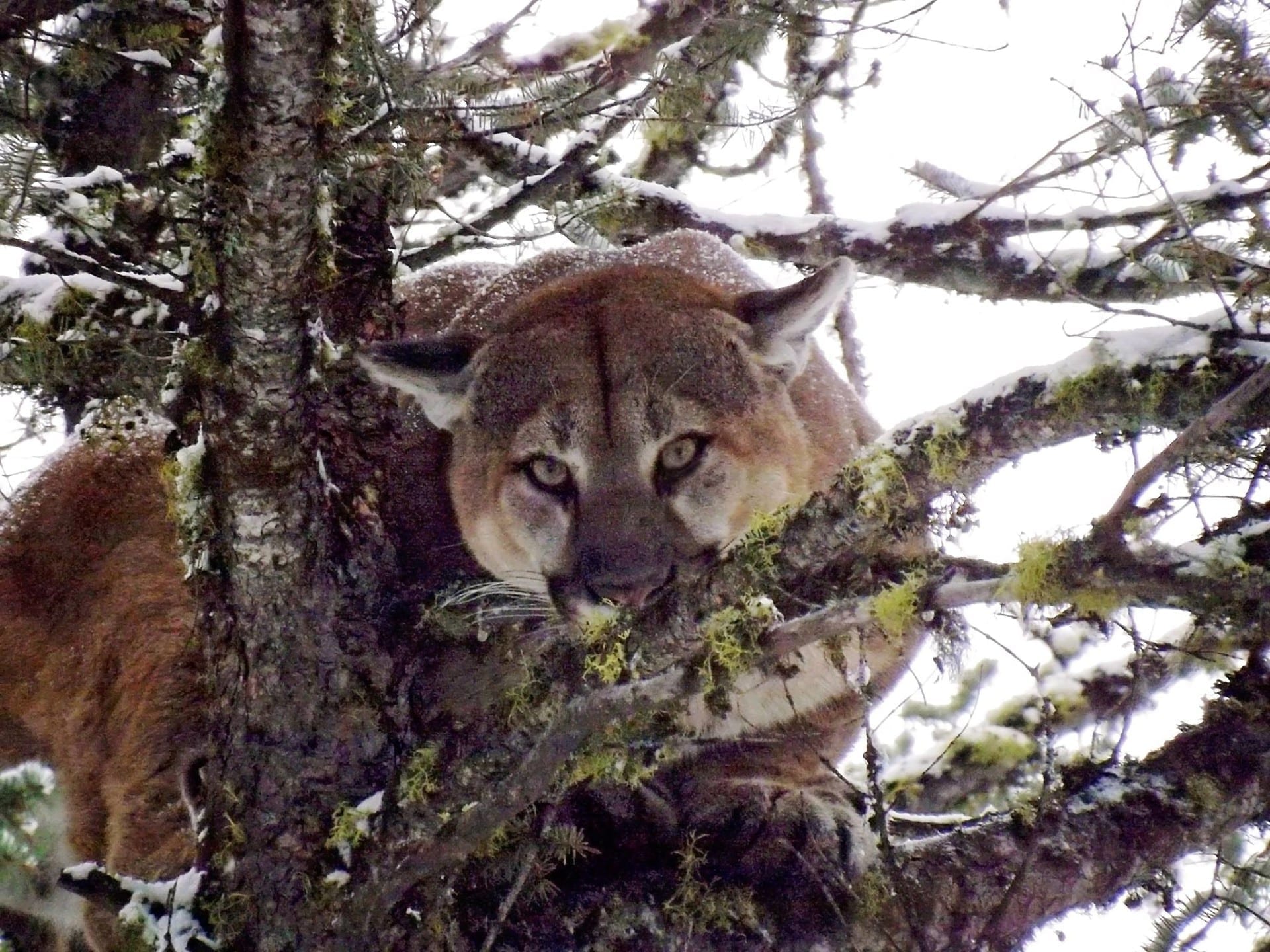 An angry mountain lion.